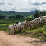 O impacto do clima na pecuária brasileira ganha novas leituras com a análise de João Eustáquio De Almeida Junior sobre desafios, riscos e estratégias de adaptação do setor.