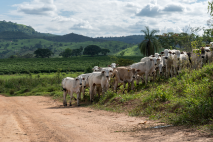O impacto do clima na pecuária brasileira ganha novas leituras com a análise de João Eustáquio De Almeida Junior sobre desafios, riscos e estratégias de adaptação do setor.