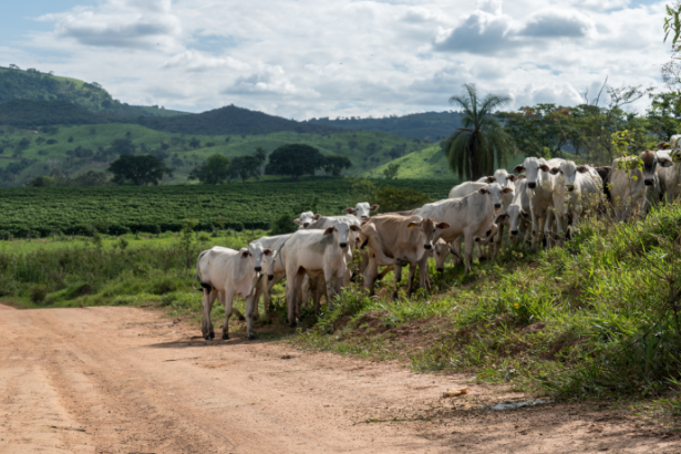 O impacto do clima na pecuária brasileira ganha novas leituras com a análise de João Eustáquio De Almeida Junior sobre desafios, riscos e estratégias de adaptação do setor.