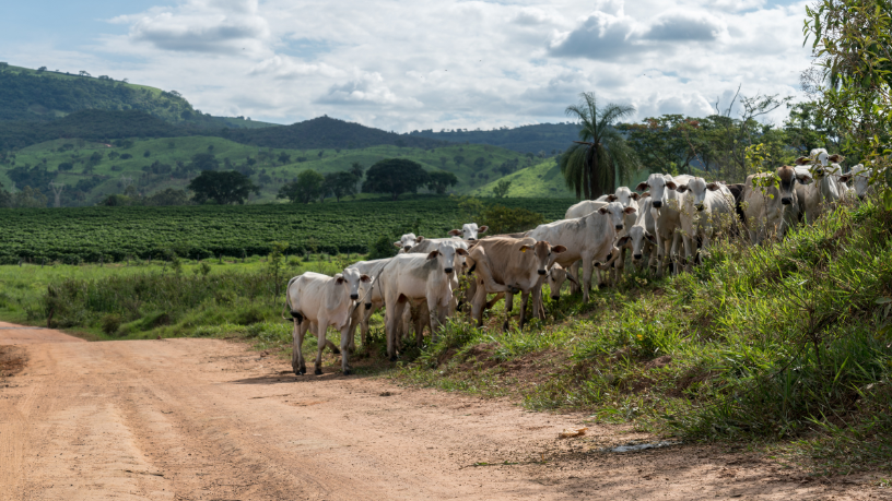O impacto do clima na pecuária brasileira ganha novas leituras com a análise de João Eustáquio De Almeida Junior sobre desafios, riscos e estratégias de adaptação do setor.
