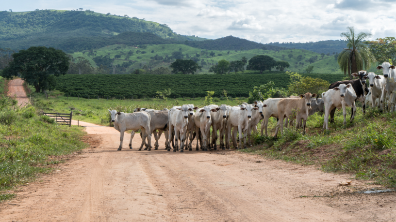 Entre eventos extremos e mudanças climáticas, João Eustáquio De Almeida Junior discute como a pecuária brasileira pode enfrentar riscos e se adaptar de forma estratégica.